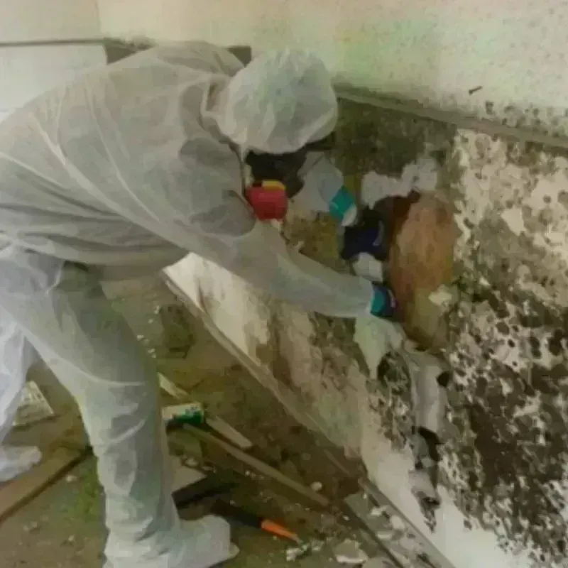 Mold Remediation and Removal in Garfield, TX